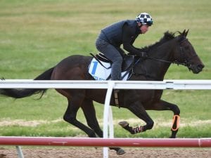 Lees checks in with Mustajeer at Werribee