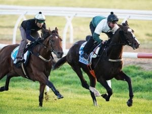 Constantinople on song for Caulfield Cup