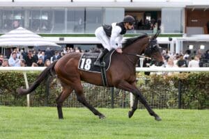 Geelong Cup draws strong field of stayers