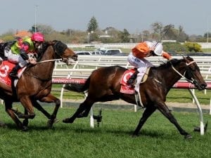 Sircconi set on a Caulfield Guineas path