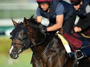 Manikato quartet set to run for O'Brien