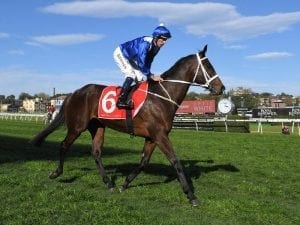 Winx in perfect order for Turnbull