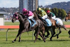 Livin’ On A Prayer poised to strike at Hawera