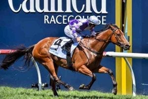 Cool Passion wins at Caulfield