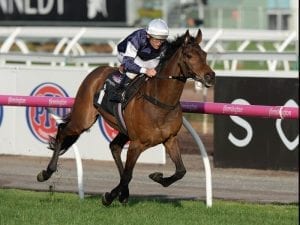 Almandin favourite to win Zipping Classic