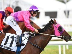 Syd's Coin chasing Sandown Guineas purse