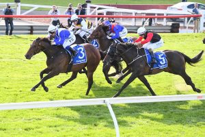 Alligator Blood under injury cloud ahead of Cox Plate