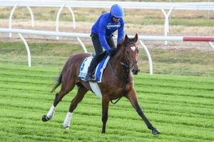 Cross Counter wins Melbourne Cup