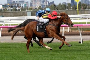 Vassilator set to make raceday return