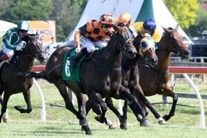 Bergerson runner Just Fabulous ahead of Trentham