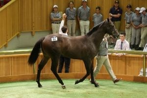 Lot 84 More Than Ready colt