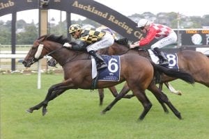 Te Akau set to dominate Ellerslie and Karaka