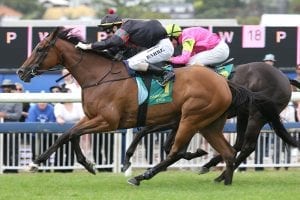 Volpe Veloce seeks further Karaka riches