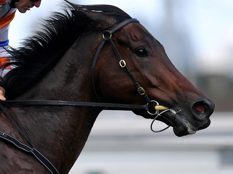 Hey Doc ridden by Luke Currie