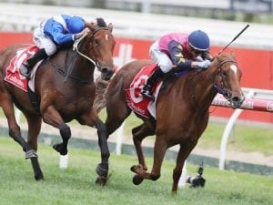 Summer Sham goes all the way at Caulfield