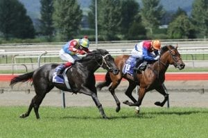 Contessa Vanessa scores decisive victory at Matamata