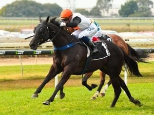 Rain to help Stella Ombra at Doomben on Saturday