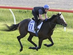 Jakkalberry dies at New Zealand stud