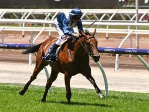 Jedastar confirmed for Lightning Stakes