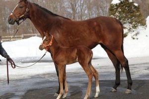 Gun Runner's first foal born in Japan