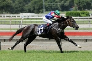 Honneur Noir thrashes rivals at Matamata over 1400m