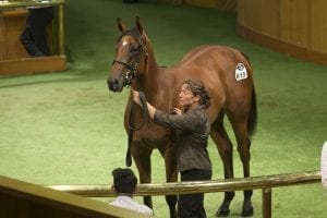 Karaka 2018 Lot 615