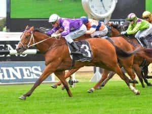 Cellarman's stamina shows in Rosehill win