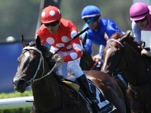 Sandbar acquaints himself with Rosehill