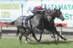 Spanish Whisper wins 2018 Group 2 Matamata Breeders' Stakes