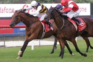 Derby winner returns at Taranaki