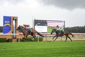 Aqua D'ivina winning at Wyong