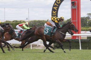 Noble steeds set to shine