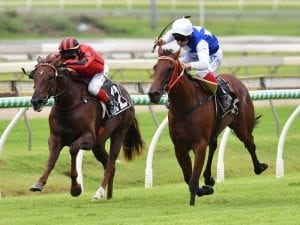 Decision time looms for Nolan-trained 2YO