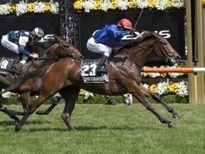 Melbourne Cup champ ready for Dubai return