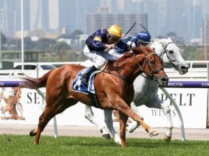 Mornington Cup aim for stayer Hang Man