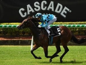 Vincere Volare to chase Golden Slipper