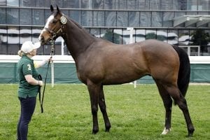 Exciting new stallions at Hong Kong International Sale