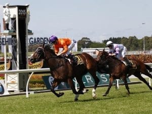 Trim Takedown takes on Challenge Stakes