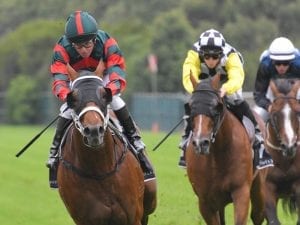 The Autumn Sun to shine at Randwick