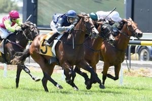 Stakes leap for exciting three-year-old