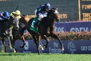 Wrote's stud career locked in by Highview Stud