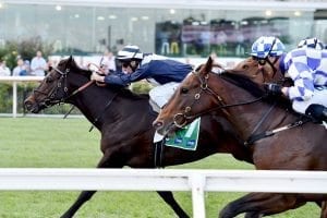 Supido betting Rosehill