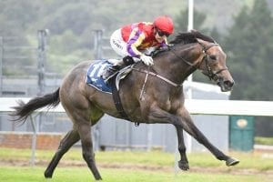 Aussie G1 dates loom for Kiwis