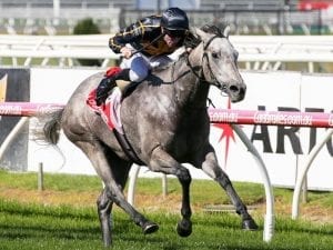 Grey Shadow scores first-up at Caulfield