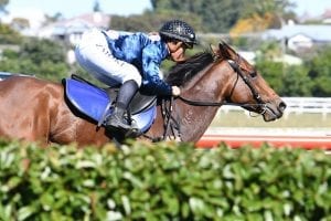 Underwhelming gallop from Auckland Cup winner