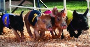 Pig racing