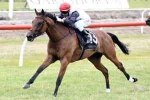 Sydney Cup possible for Rondinella