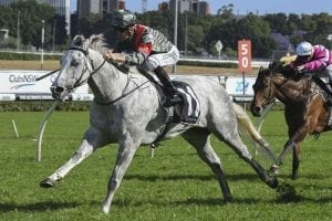 White Moss closes in on Tatt's Tiara goal