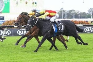 Almighty Crown bound for Queensland Derby