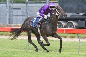 Dijon Bleu sold to Australian Stud